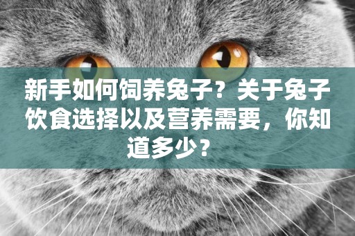 新手如何飼養兔子？關于兔子飲食選擇以及營養需要，你知道多少？ 