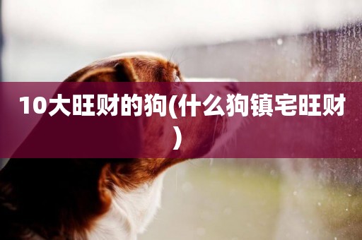 10大旺財的狗(什么狗鎮宅旺財) 