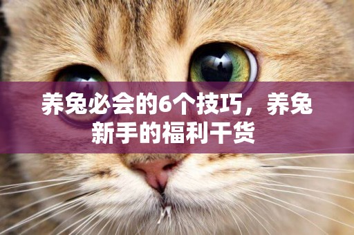 養兔必會的6個技巧，養兔新手的福利干貨 
