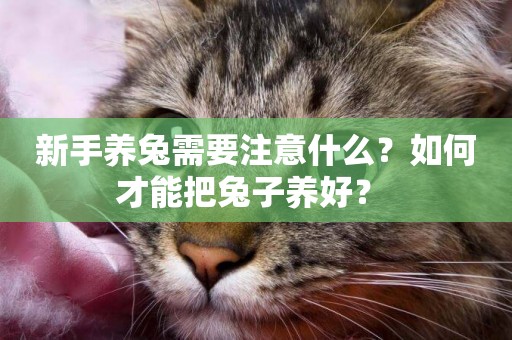 新手養兔需要注意什么？如何才能把兔子養好？ 