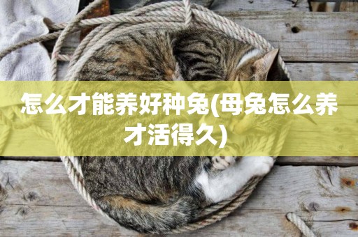 怎么才能養好種兔(母兔怎么養才活得久) 