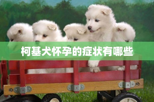 柯基犬懷孕的癥狀有哪些