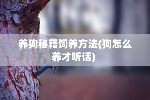 養狗秘籍飼養方法(狗怎么養才聽話) 