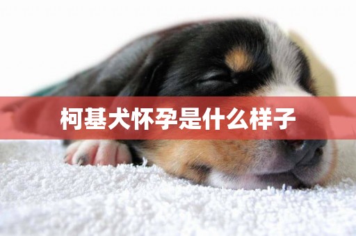 柯基犬懷孕是什么樣子