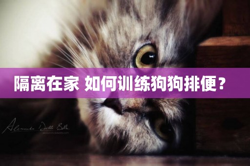 隔離在家 如何訓練狗狗排便？ 