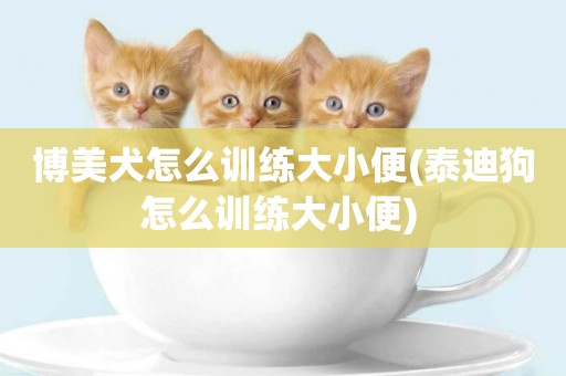 博美犬怎么訓練大小便(泰迪狗怎么訓練大小便) 