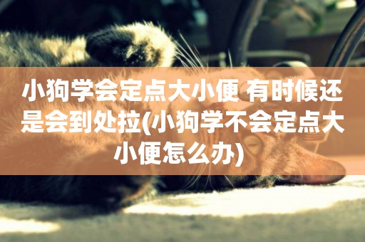 小狗學會定點大小便 有時候還是會到處拉(小狗學不會定點大小便怎么辦) 