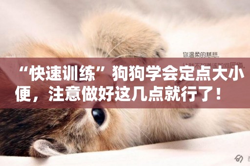 “快速訓練”狗狗學會定點大小便，注意做好這幾點就行了！ 