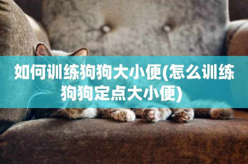 如何訓練狗狗大小便(怎么訓練狗狗定點大小便) 