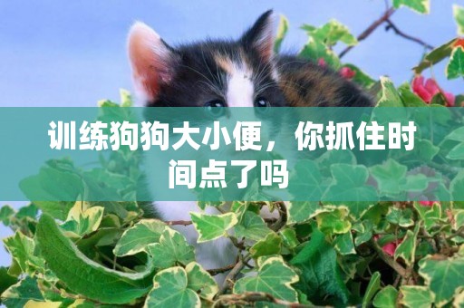 訓練狗狗大小便，你抓住時間點了嗎 