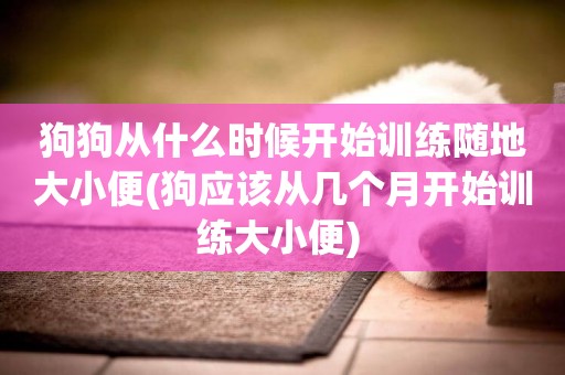 狗狗從什么時候開始訓練隨地大小便(狗應該從幾個月開始訓練大小便) 