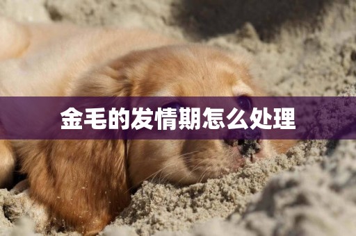 金毛的發情期怎么處理