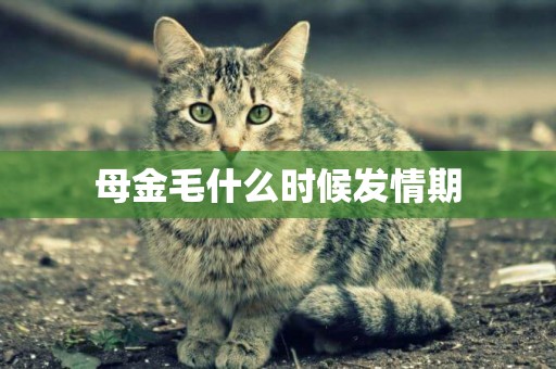 母金毛什么時候發情期