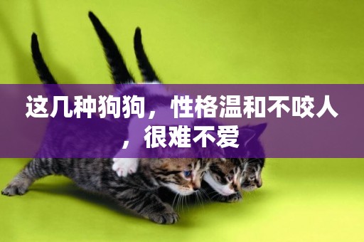 這幾種狗狗，性格溫和不咬人，很難不愛 