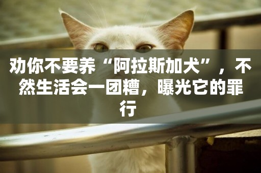 勸你不要養“阿拉斯加犬”，不然生活會一團糟，曝光它的罪行 