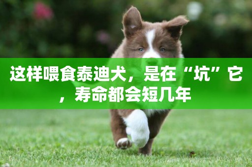 這樣喂食泰迪犬，是在“坑”它，壽命都會短幾年 