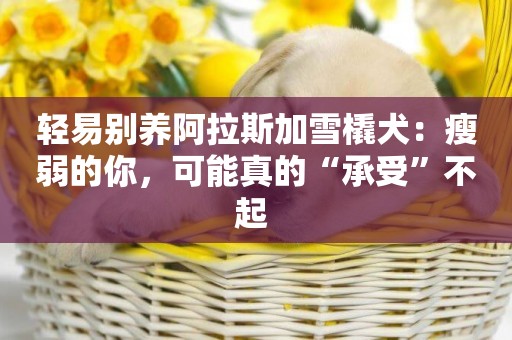 輕易別養阿拉斯加雪橇犬：瘦弱的你，可能真的“承受”不起 