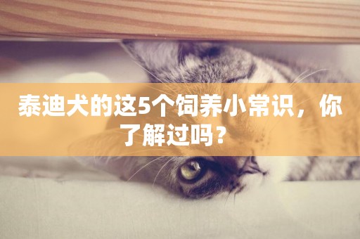 泰迪犬的這5個飼養小常識，你了解過嗎？ 