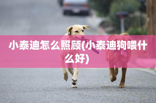 小泰迪怎么照顧(小泰迪狗喂什么好) 