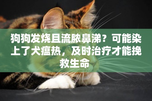 狗狗發燒且流膿鼻涕？可能染上了犬瘟熱，及時治療才能挽救生命 