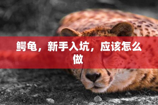 鱷龜，新手入坑，應該怎么做 