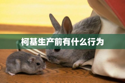 柯基生產前有什么行為