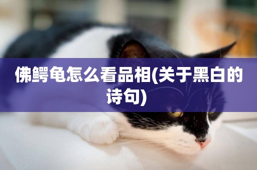 佛鱷龜怎么看品相(關于黑白的詩句) 