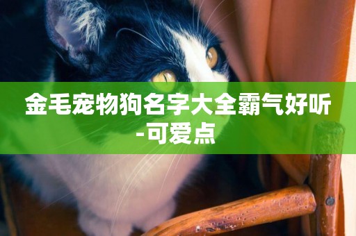 金毛寵物狗名字大全霸氣好聽-可愛點 