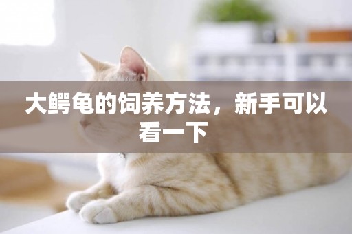 大鱷龜的飼養方法，新手可以看一下 