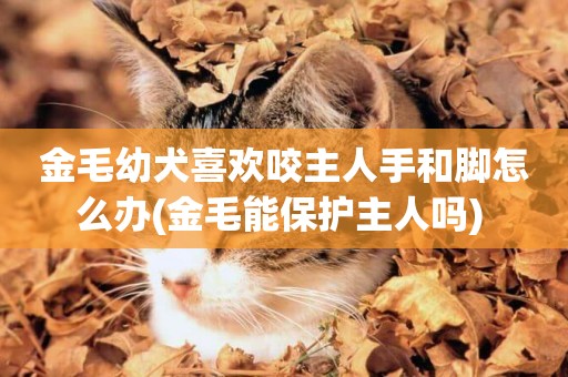 金毛幼犬喜歡咬主人手和腳怎么辦(金毛能保護主人嗎) 