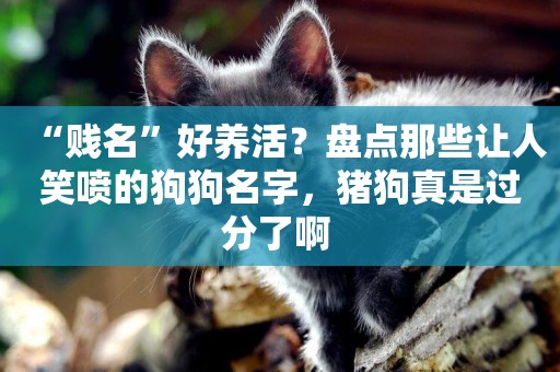 “賤名”好養活？盤點那些讓人笑噴的狗狗名字，豬狗真是過分了啊 