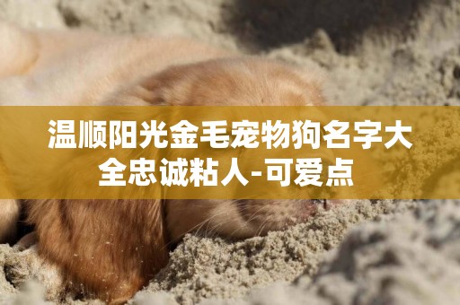 溫順陽光金毛寵物狗名字大全忠誠粘人-可愛點 