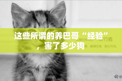 這些所謂的養巴哥“經驗”，害了多少狗 