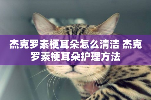 杰克羅素梗耳朵怎么清潔 杰克羅素梗耳朵護理方法