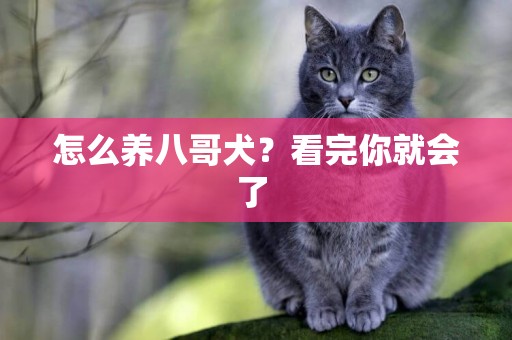怎么養八哥犬？看完你就會了 