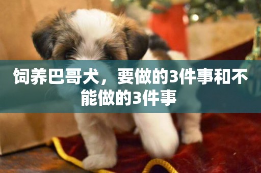 飼養巴哥犬，要做的3件事和不能做的3件事 