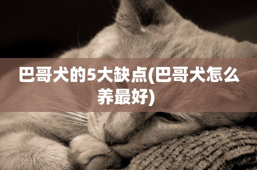 巴哥犬的5大缺點(巴哥犬怎么養最好) 