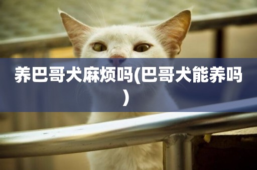 養巴哥犬麻煩嗎(巴哥犬能養嗎) 