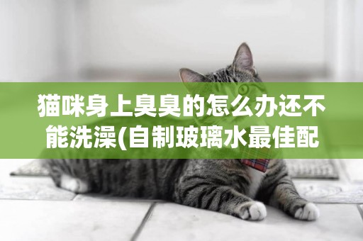 貓咪身上臭臭的怎么辦還不能洗澡(自制玻璃水最佳配方 超實用超簡單的方法) 