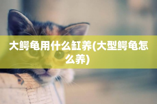 大鱷龜用什么缸養(大型鱷龜怎么養) 