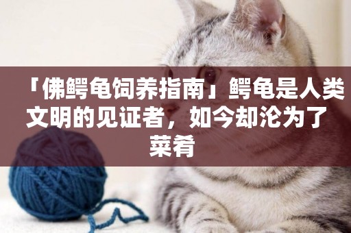 「佛鱷龜飼養指南」鱷龜是人類文明的見證者，如今卻淪為了菜肴 