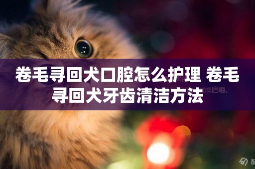卷毛尋回犬口腔怎么護理 卷毛尋回犬牙齒清潔方法