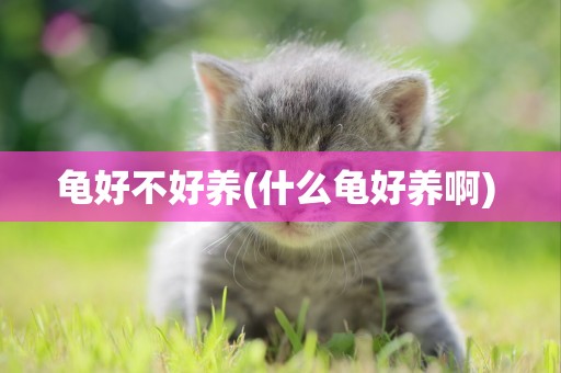 龜好不好養(什么龜好養啊) 