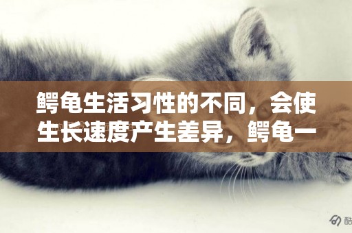 鱷龜生活習性的不同，會使生長速度產生差異，鱷龜一年能長多大 