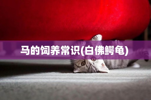馬的飼養常識(白佛鱷龜) 