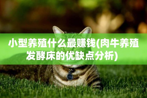 小型養殖什么最賺錢(肉牛養殖發酵床的優缺點分析) 