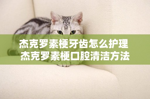 杰克羅素梗牙齒怎么護理 杰克羅素梗口腔清潔方法
