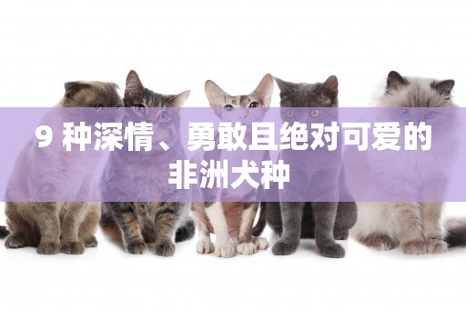 9 種深情、勇敢且絕對可愛的非洲犬種 