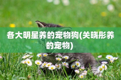 各大明星養的寵物狗(關曉彤養的寵物) 