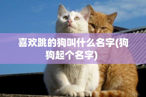 喜歡跳的狗叫什么名字(狗狗起個名字) 